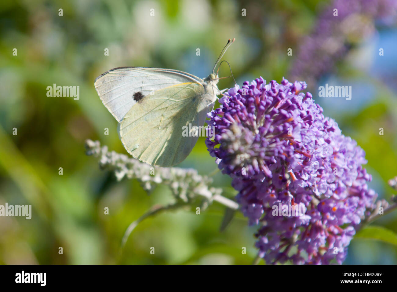 Large White (Pieris brassicae), also called Cabbage Butterfly, Cabbage White feeding. Stock Photo