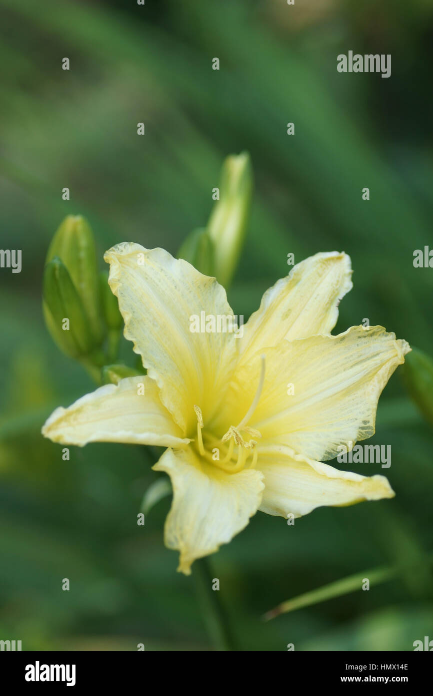 Hemerocallis 'Green Drop' Stock Photo