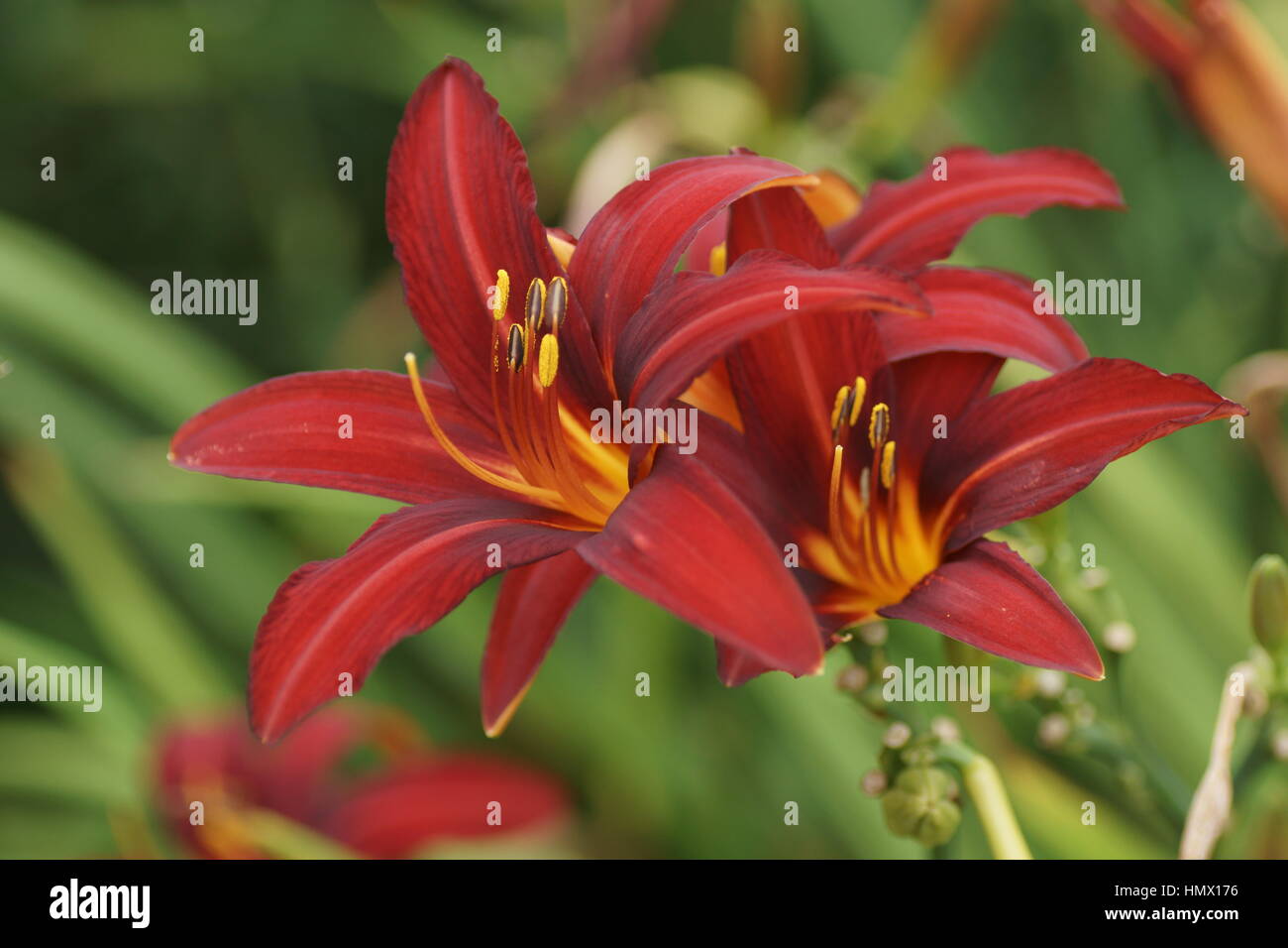 Hemerocallis 'Sammy Russell' Stock Photo