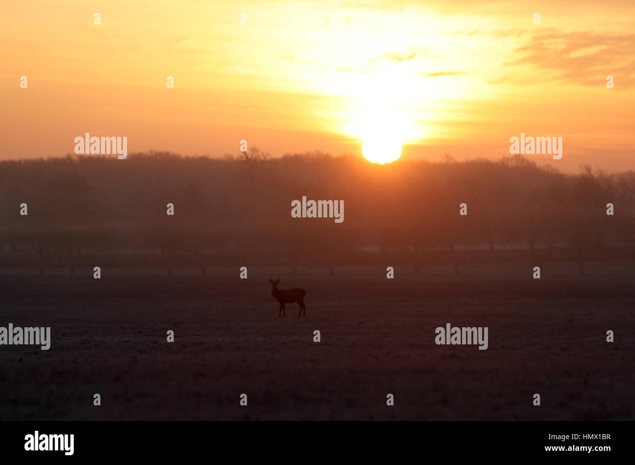 The sun rises as deer walk through a frost covered Great Park in