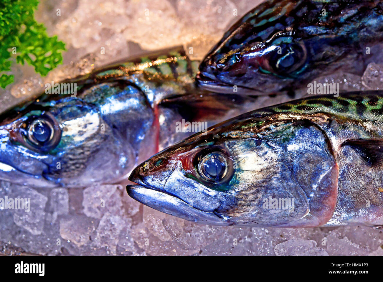 Fresh caught North Sea mackerel fish at North Shields Stock Photo