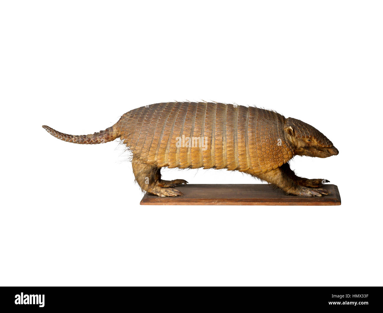 Taxidermy Armadillo isolated on white background Stock Photo