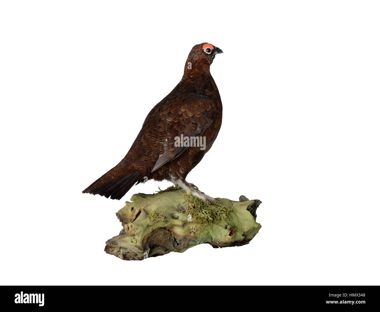 Taxidermy Grouse on white background Stock Photo