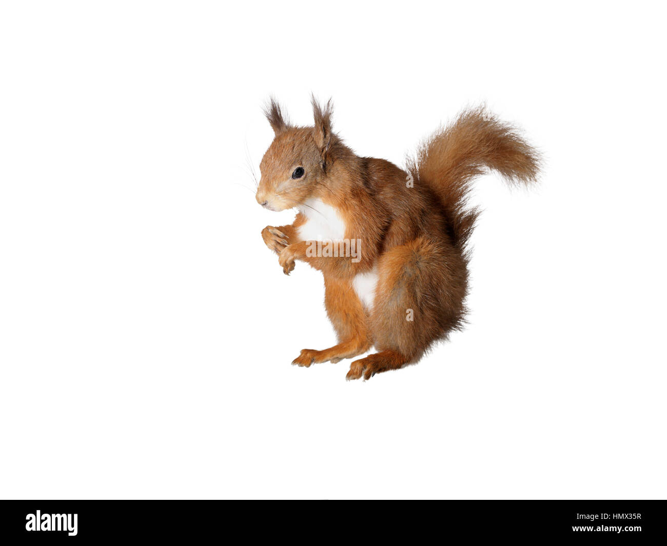 Taxidermy Red Squirrel on isolated white background Stock Photo