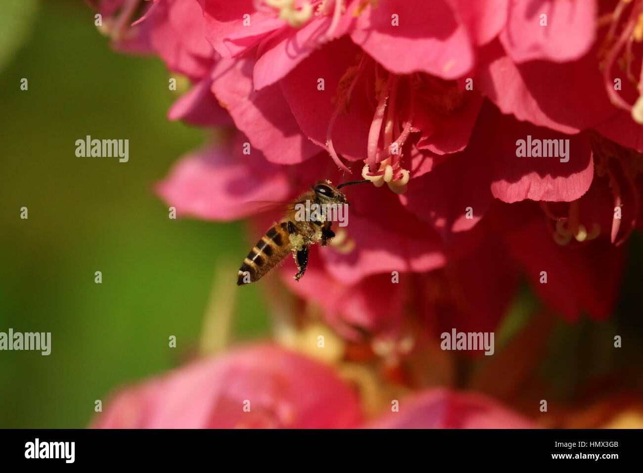 Honeybee (Apidae) collecting nectar. Stock Photo