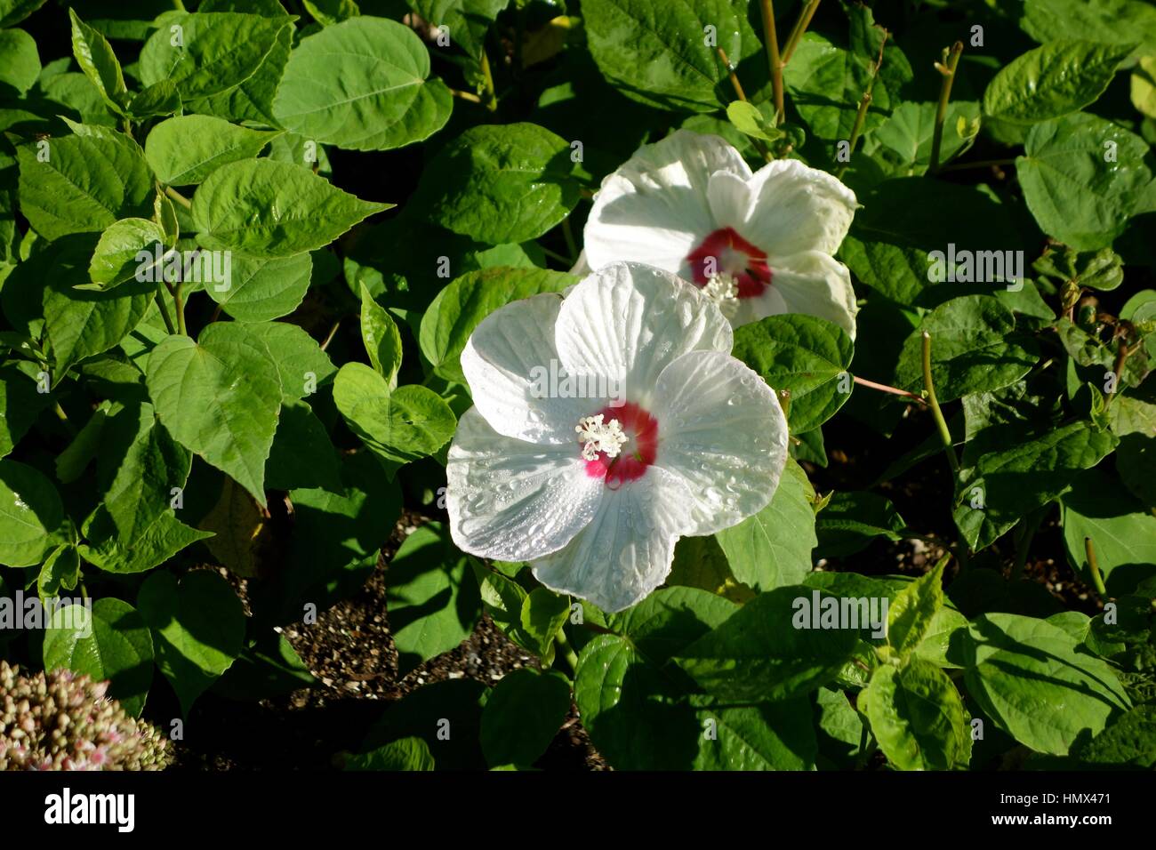 Two white flowers with red centres in green foliage. Very cheerful