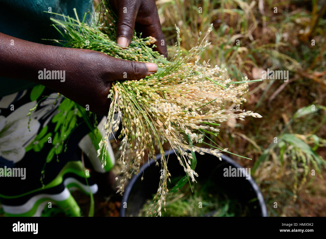 KENYA, Mount Kenya East, Mitunguu, village Karima Kaathi, woman harvest prosho millet / KENIA, Frau erntet Rispen Hirse Stock Photo