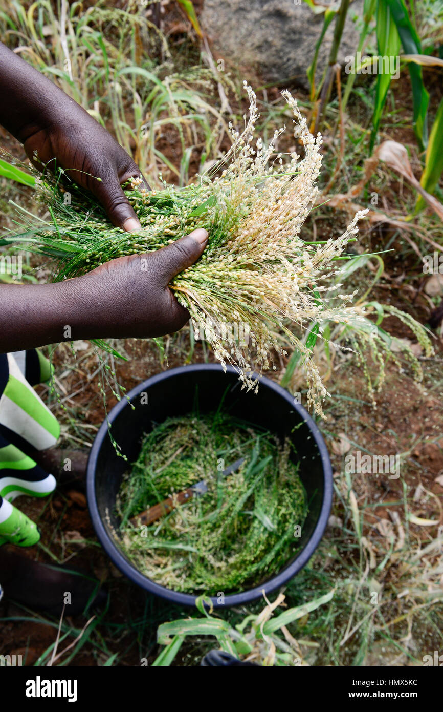 KENYA, Mount Kenya East, Mitunguu, village Karima Kaathi, woman harvest prosho millet / KENIA, Frau erntet Rispen Hirse Stock Photo