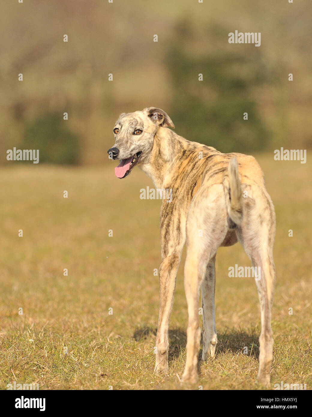 lurcher dog looking back Stock Photo