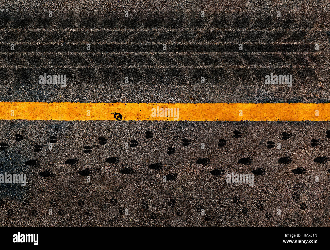 Yellow line on the high way.Conceptual between tire track and animal
