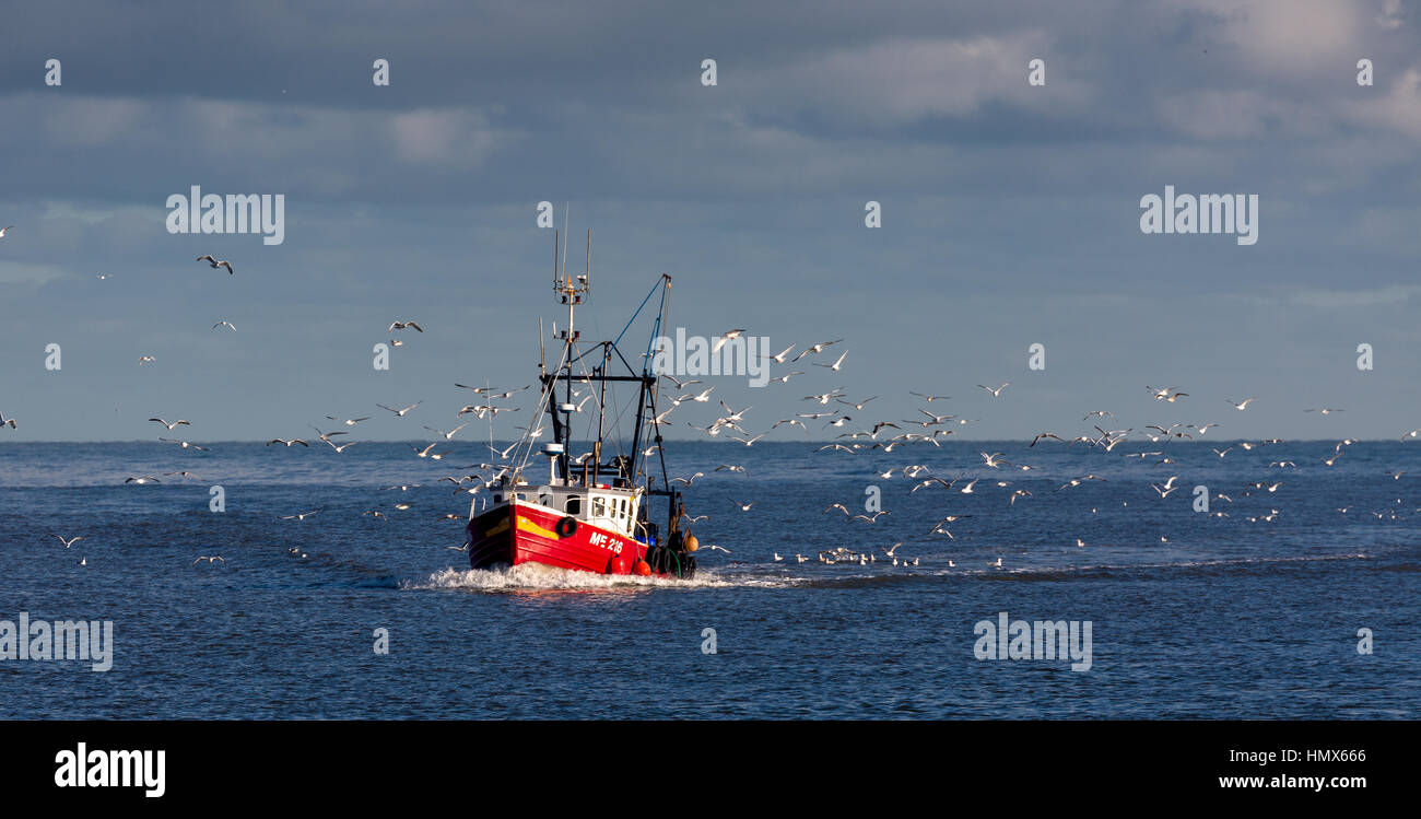 Small montrose fishing trawler returning with morning catch surrounded by seagulls Stock Photo