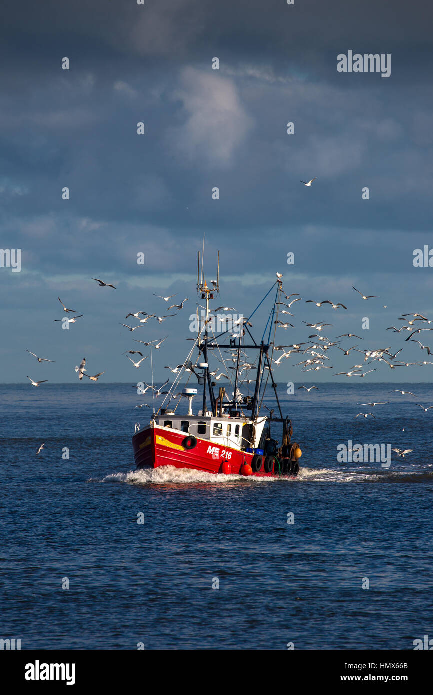 Small montrose fishing trawler returning with morning catch surrounded by seagulls Stock Photo