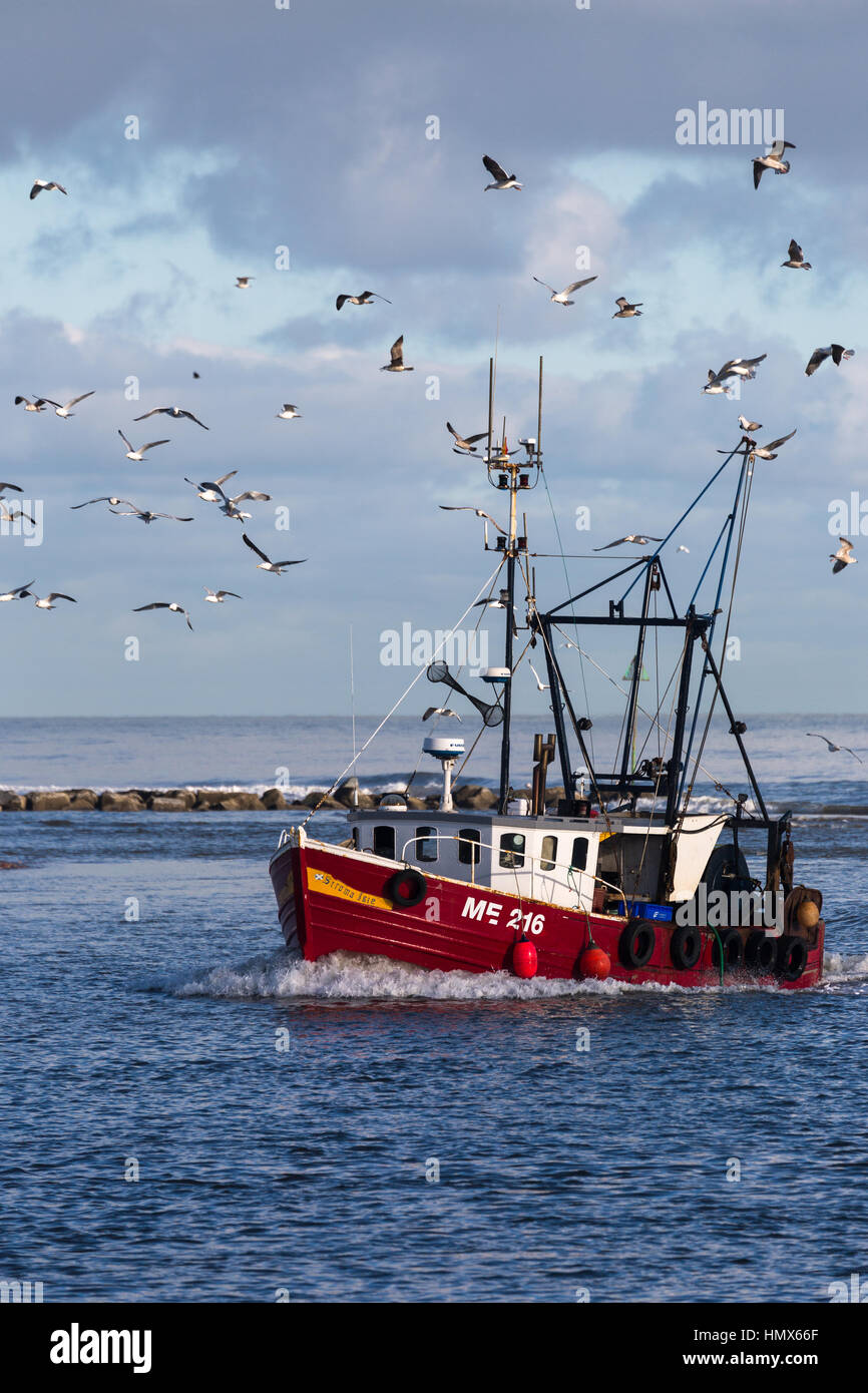 Small montrose fishing trawler returning with morning catch surrounded by seagulls Stock Photo