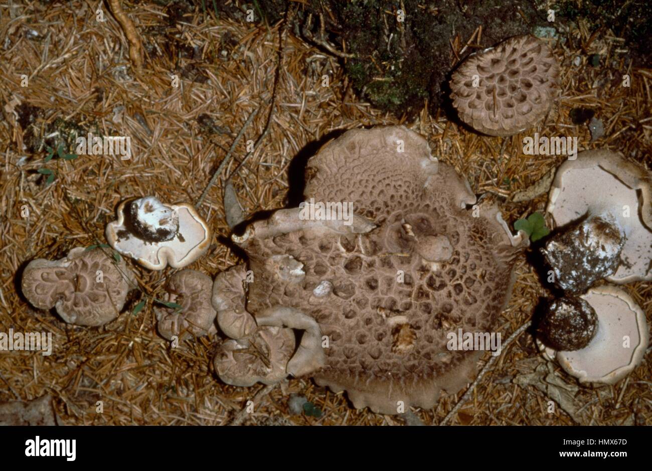Scaly Tooth, Shingled hedgehog or Scaly hedgehog (Sarcodon imbricatus), Hydnaceae. Stock Photo
