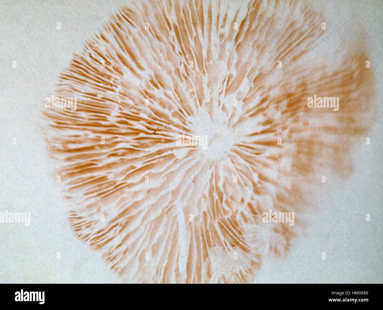 Spore print detail of an Entoloma sepium, Entolomatacee. Stock Photo