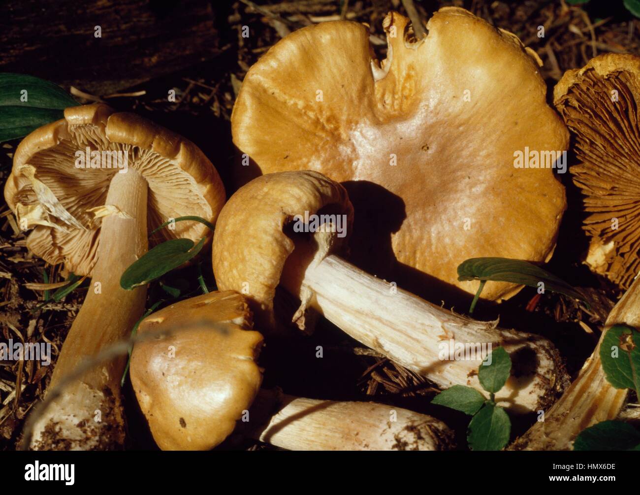 Gypsy mushroom (Cortinarius caperatus or Rozites caperata), Cortinariaceae. Stock Photo