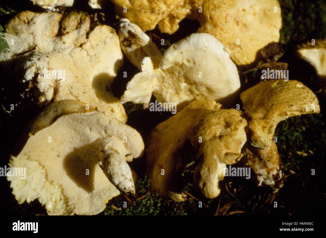 Wood Hedgehog or Hedgehog mushroom (Hydnum repandum), Hydnaceae Stock