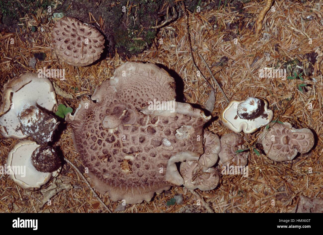 Scaly Tooth, Shingled hedgehog or Scaly hedgehog (Sarcodon imbricatus), Bankeraceae. Stock Photo