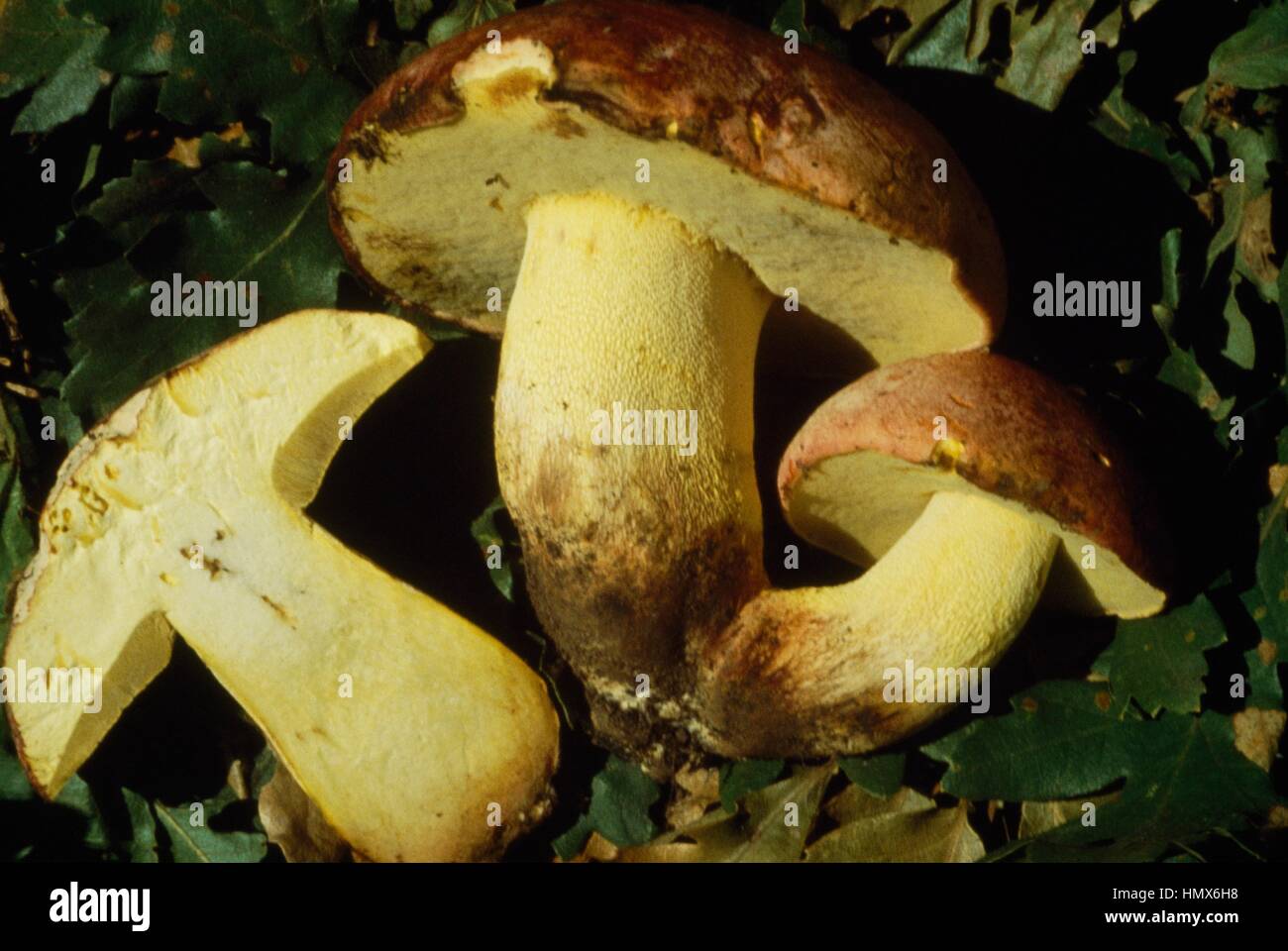 Section and whole mushroom, Regal or Butter bolete (Boletus regius),  Boletaceae Stock Photo - Alamy