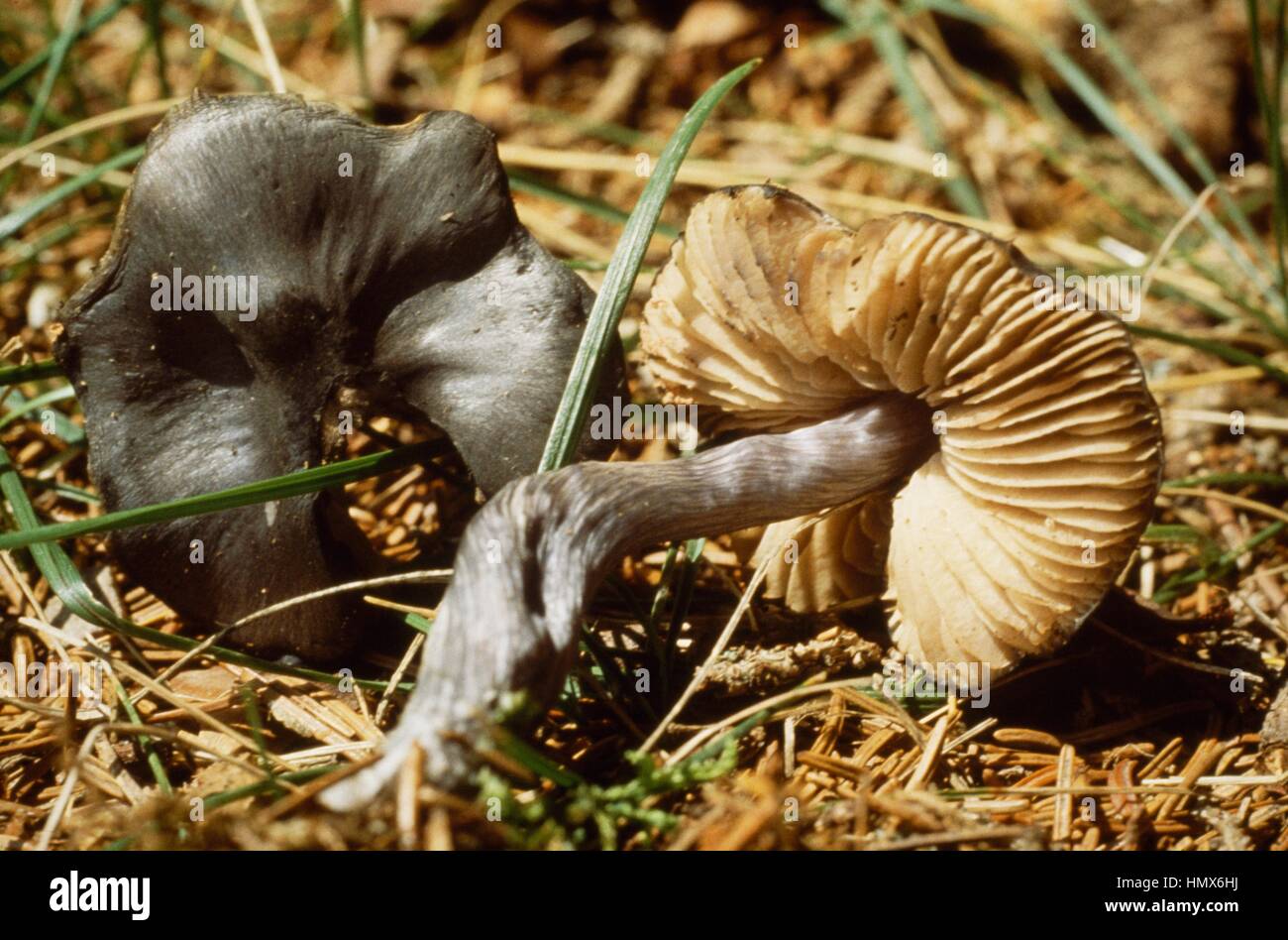 Entoloma nitidum fungus with the colours of the cap and stem contrasted with the lamellars. Stock Photo