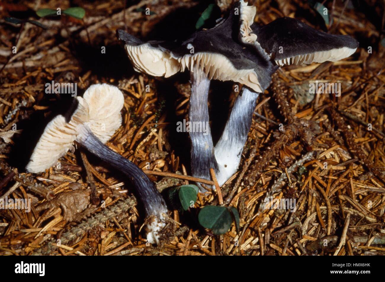 Entoloma nitidum fungus with the colours of the cap and stem contrasted with the lamellars. Stock Photo