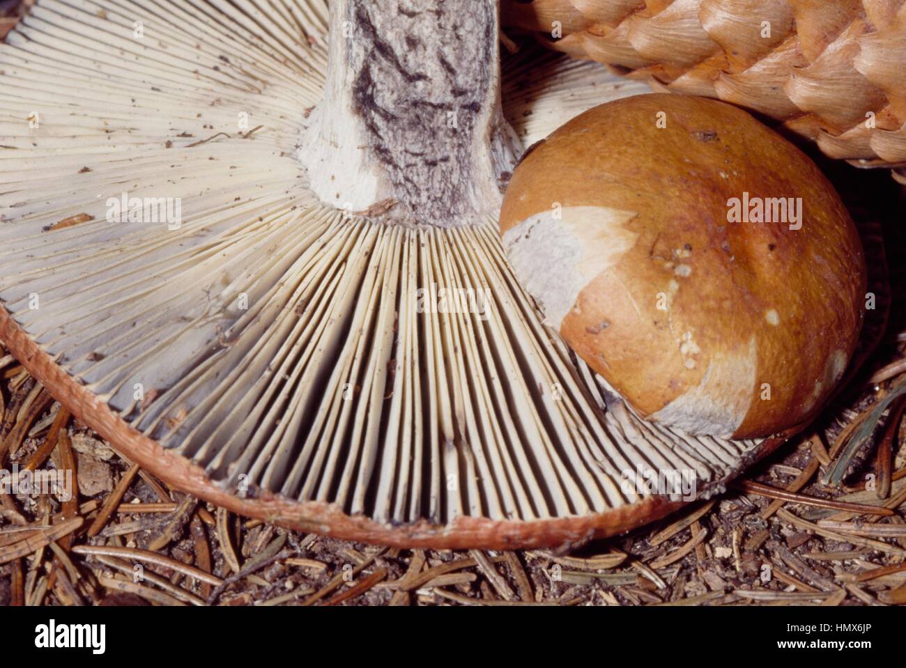 Blackening of the lamellae (gills) and stem of a Copper Brittlegill (Russula decolorans), Russulaceae. Stock Photo
