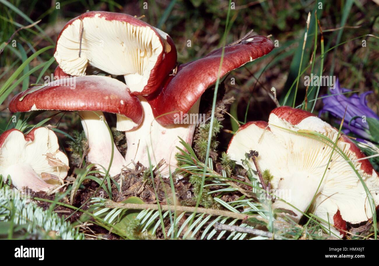 Russulaceae Russula Rhodopoda, Russulaceae Stock Photo - Alamy