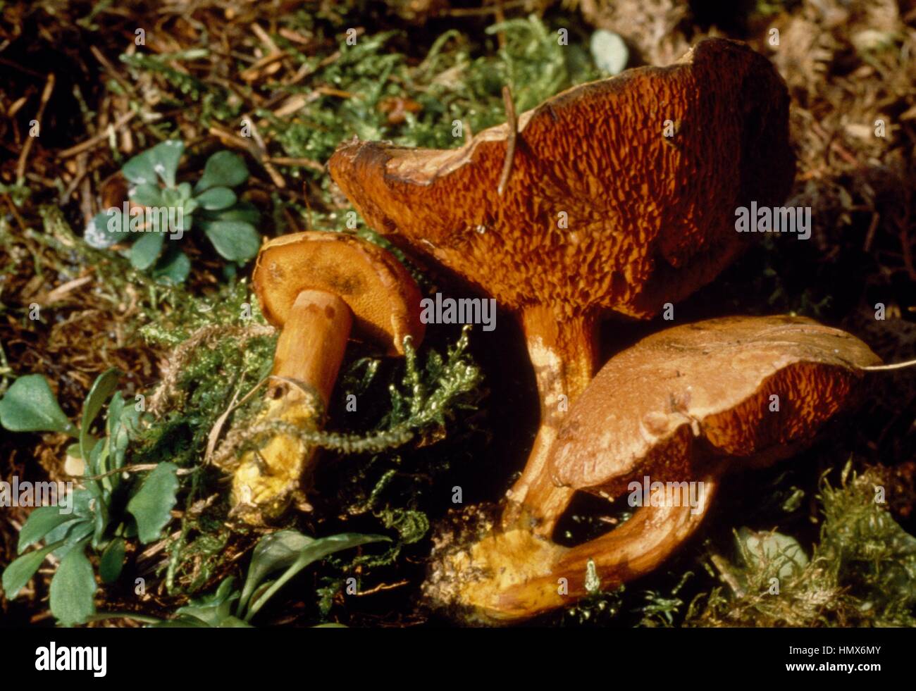 Examples of Peppery bolete (Chalciporus piperatus), with detail of the cinnamon red pores (tubules), Boletaceae. Stock Photo