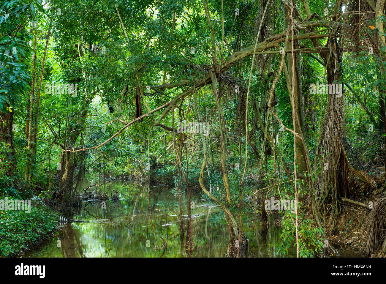 the green jungle of cuba Stock Photo