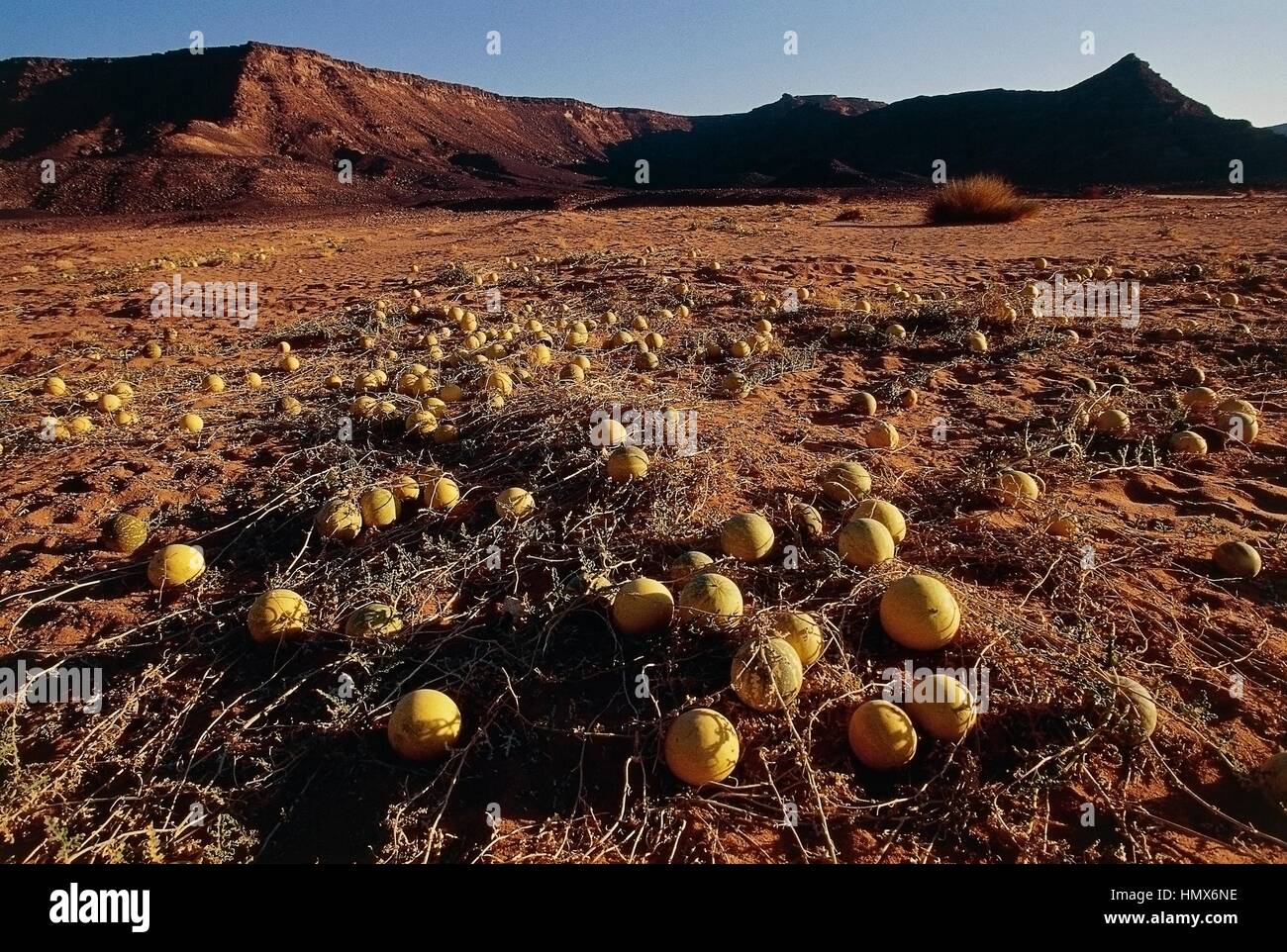 Bitter apples (Citrullus colocynthis), Cucurbitaceae, Wadi Mathendush, Libya. Stock Photo