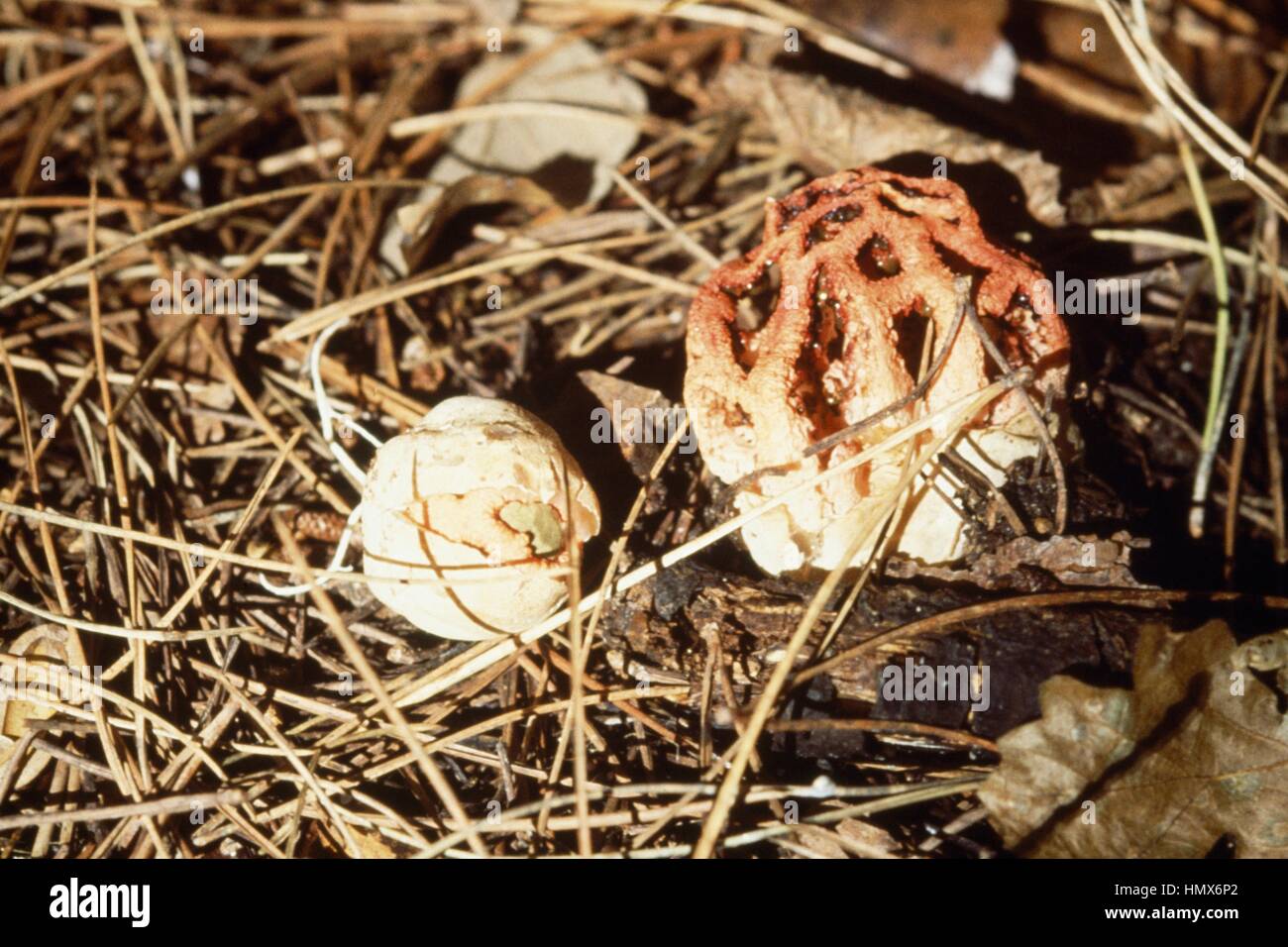 Example of a mature Latticed stinkhorn, Basket stinkhorn, Red cage (Clathrus cancellatus o Clathrus ruber), Clathraceae, and on the right an example of the egg stage. Stock Photo