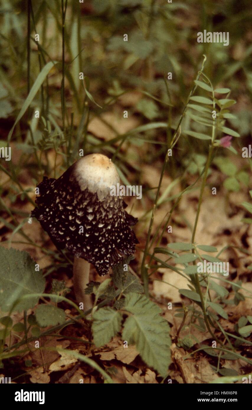 Disintergrating hi-res stock photography and images - Alamy