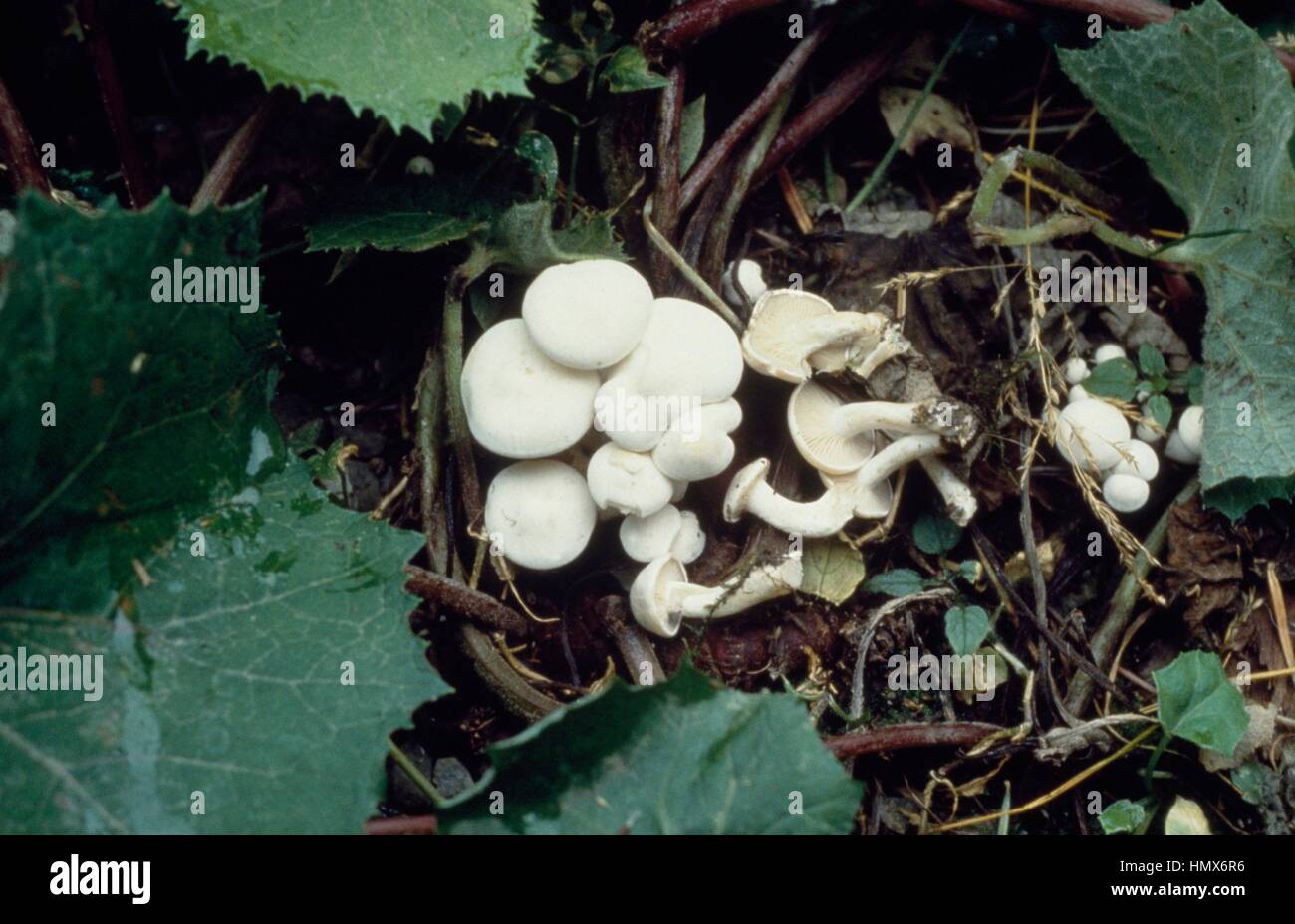 White domecap (Clitocybe conglobata or Lyophyllum Connatum), Tricholomataceae. Stock Photo