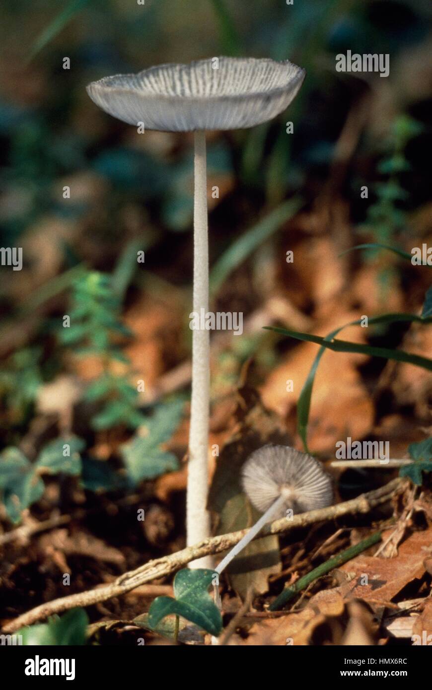 Pleated Inkcap, Little Japanese Umbrella (Parasola plicatilis formerly