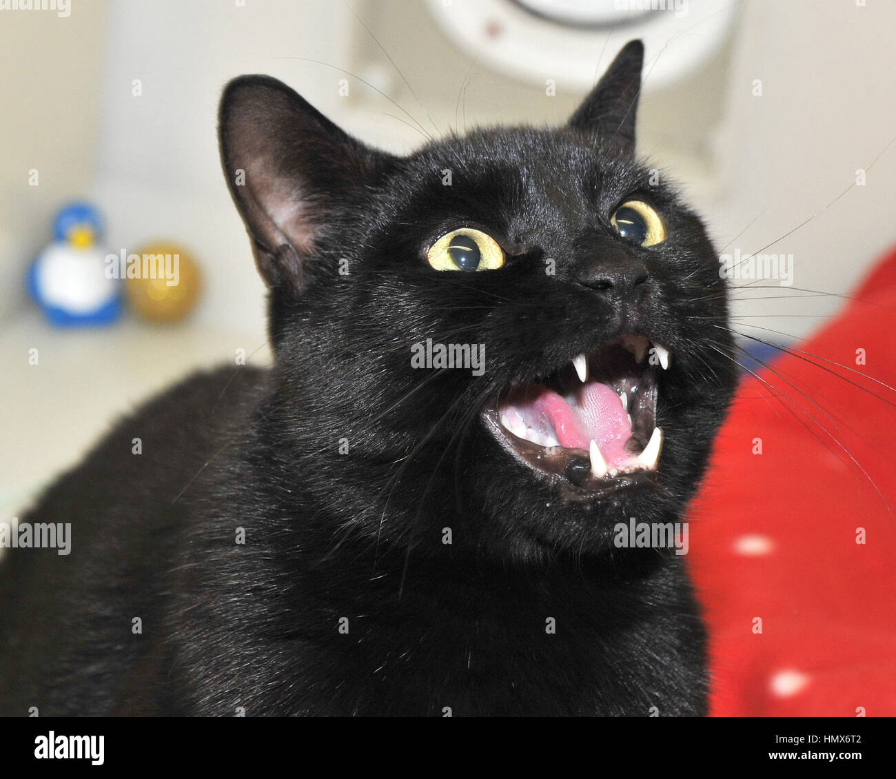 angry cat Stock Photo