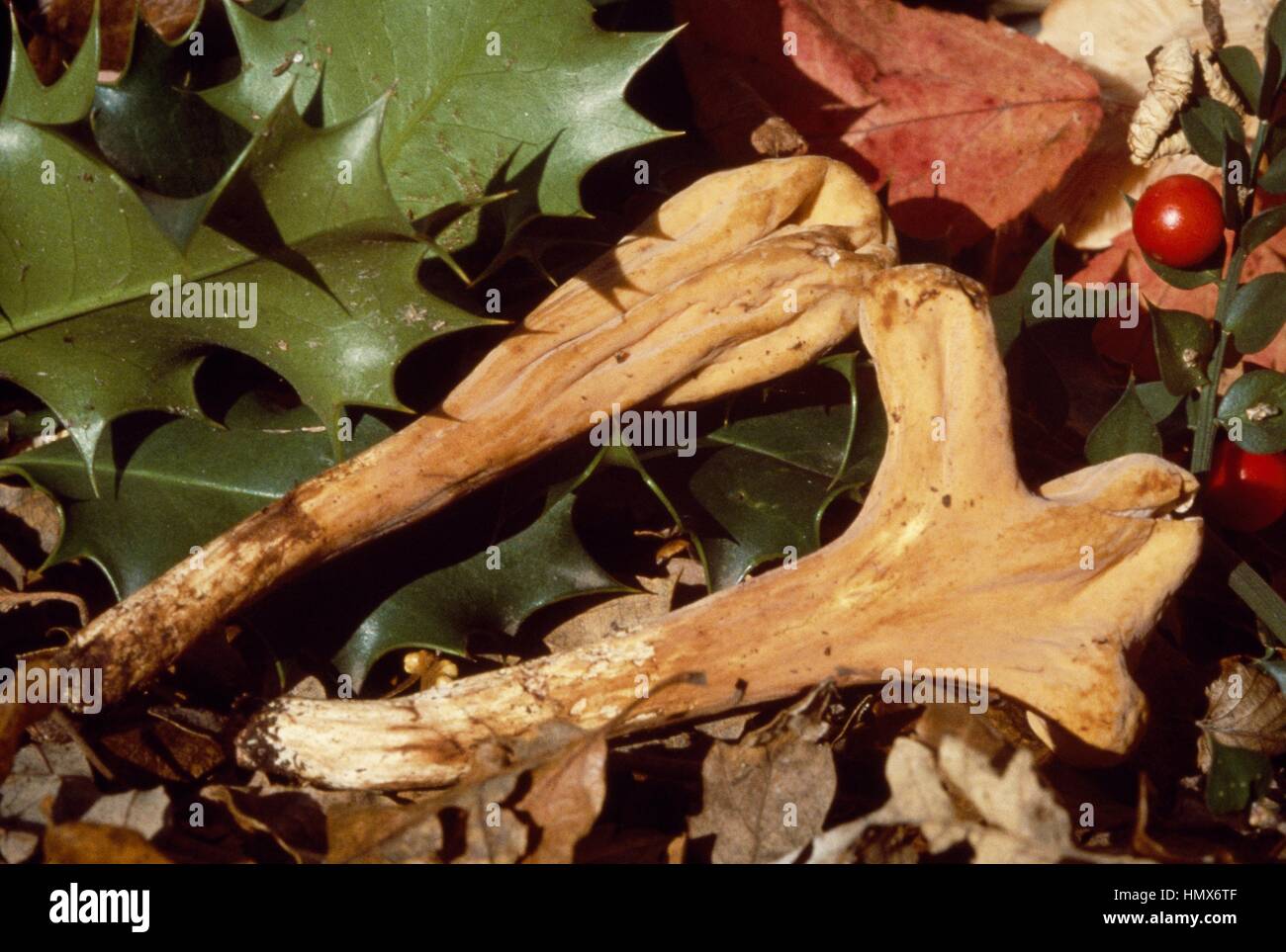 Giant club fungus (Clavariadelphus pistillaris), Clavariaceae. Stock Photo