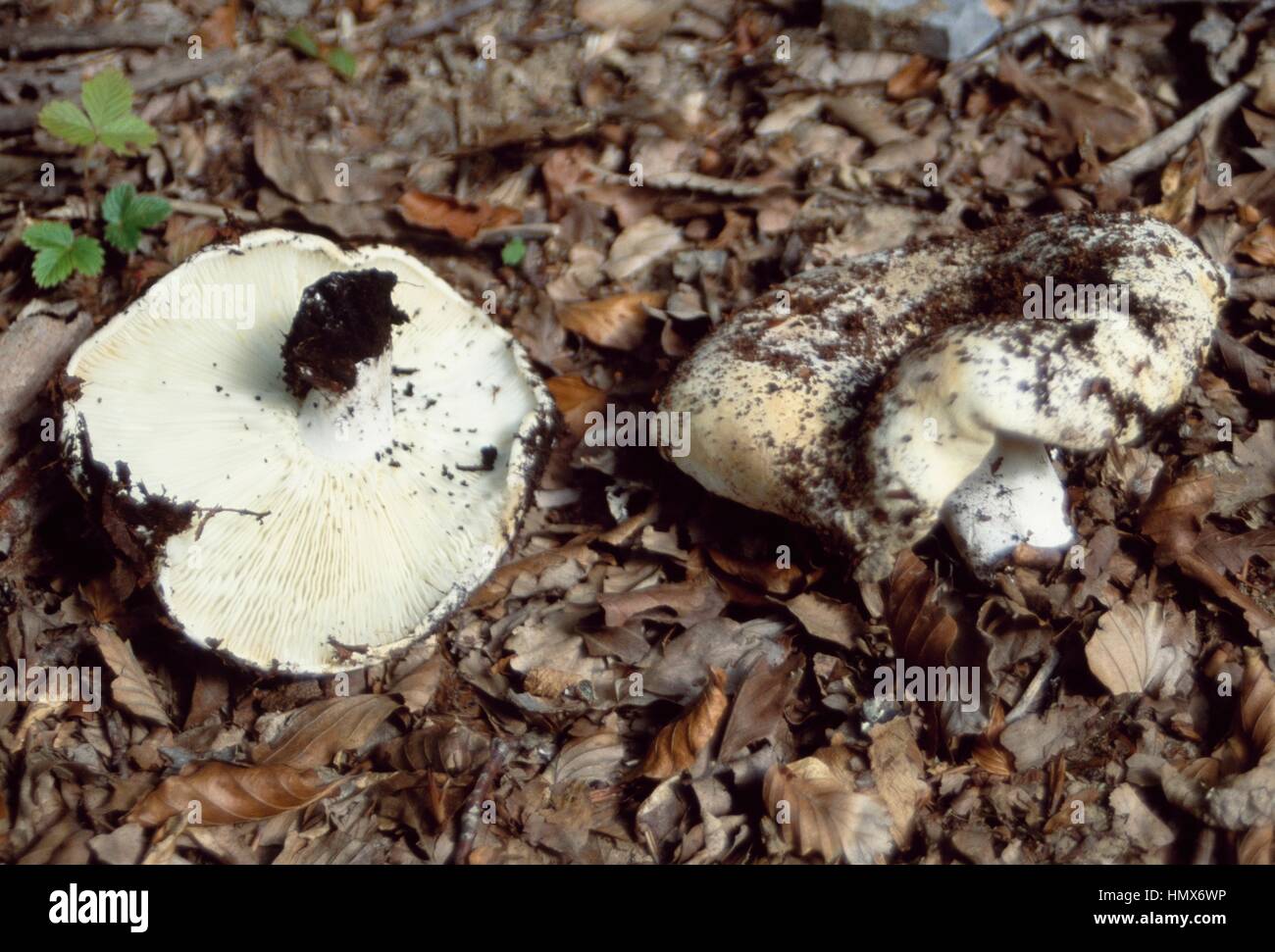 Milk-white brittlegill (Russula delica), Russulaceae. Stock Photo