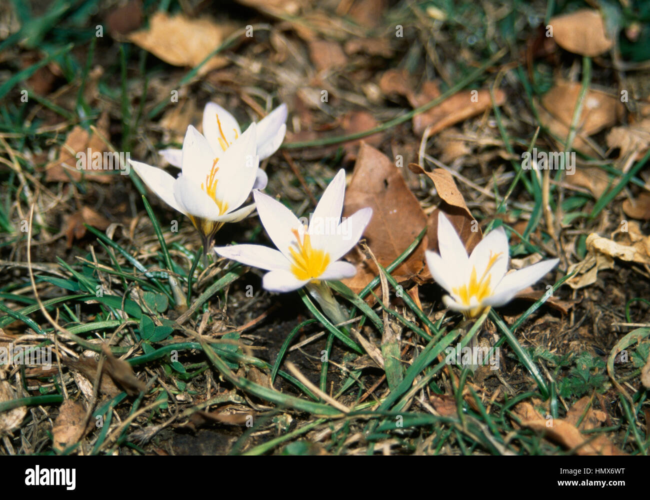 Silvery crocus flowers (Crocus biflorus), Iridaceae. Stock Photo