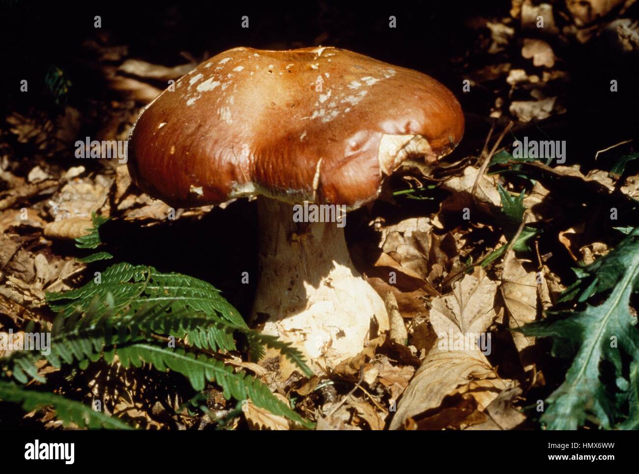 Goliath webcap (Cortinarius praestans), Cortinariaceae. Stock Photo
