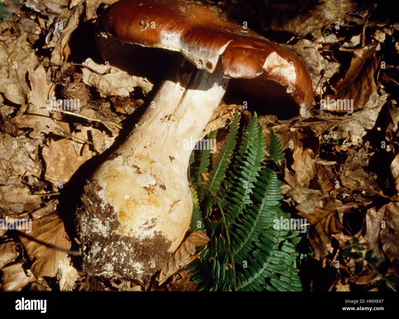 Goliath webcap (Cortinarius praestans), Cortinariaceae. Stock Photo