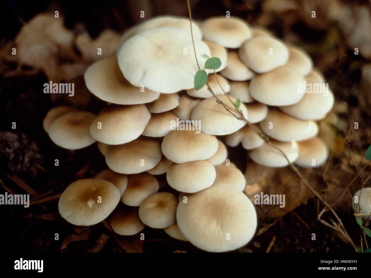 Black Poplar Mushroom (Agrocybe aegerita), Bolbitiaceae Stock Photo Alamy