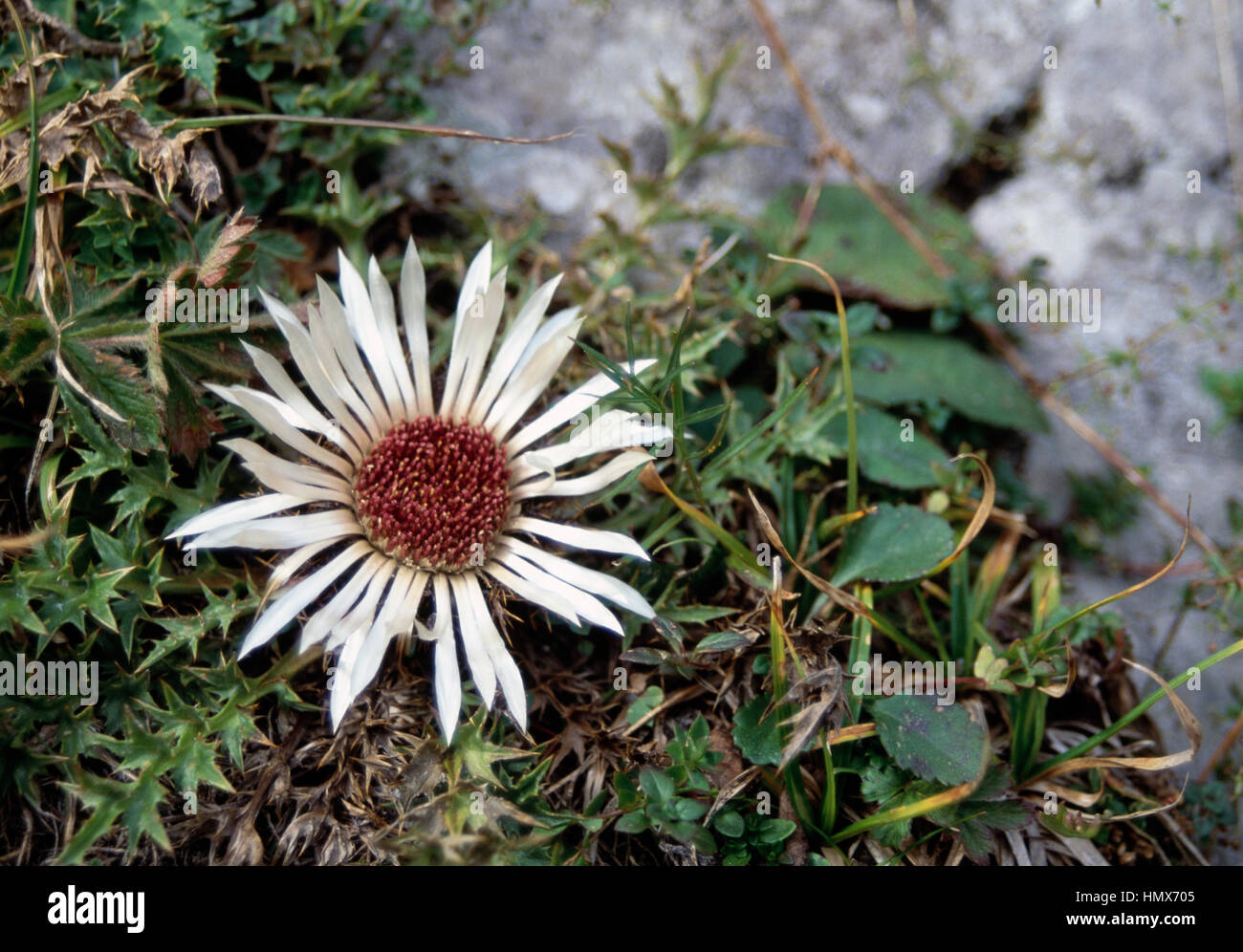 Silver thistle flower (Carlina acaulis), Asteraceae. Stock Photo