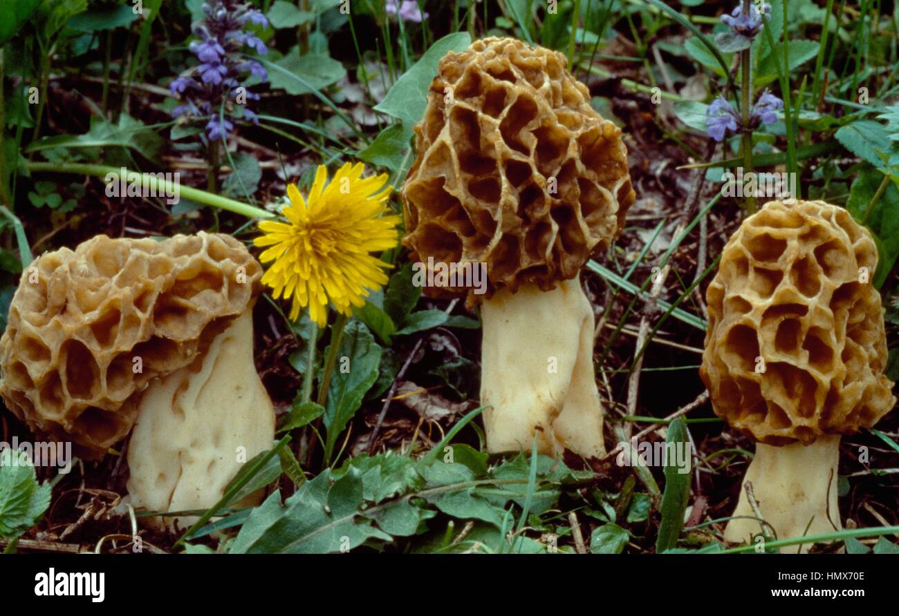 Examples of Morchella rotunda, Morchellaceae. Stock Photo