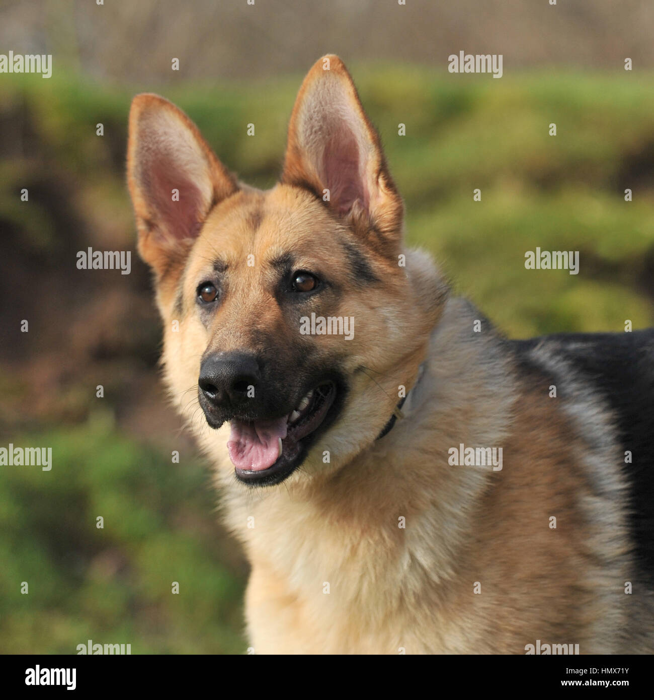 german shepherd dog, alsation Stock Photo