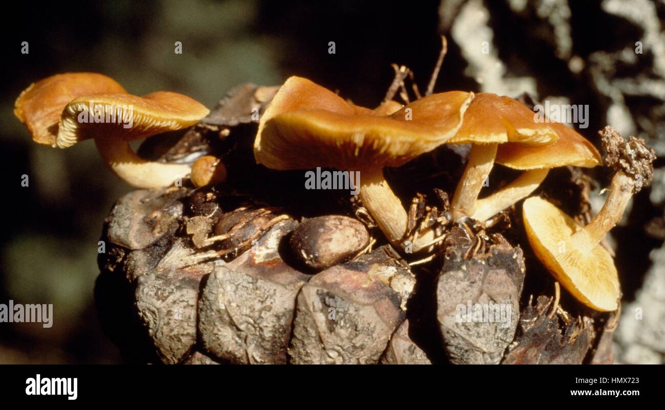 Example of Laughing gym, Laughing Jim, or Spectacular rustgill (Gymnopilus spectabilis), its name derives from its hallucinogenic properties, Cortinariacee. Stock Photo