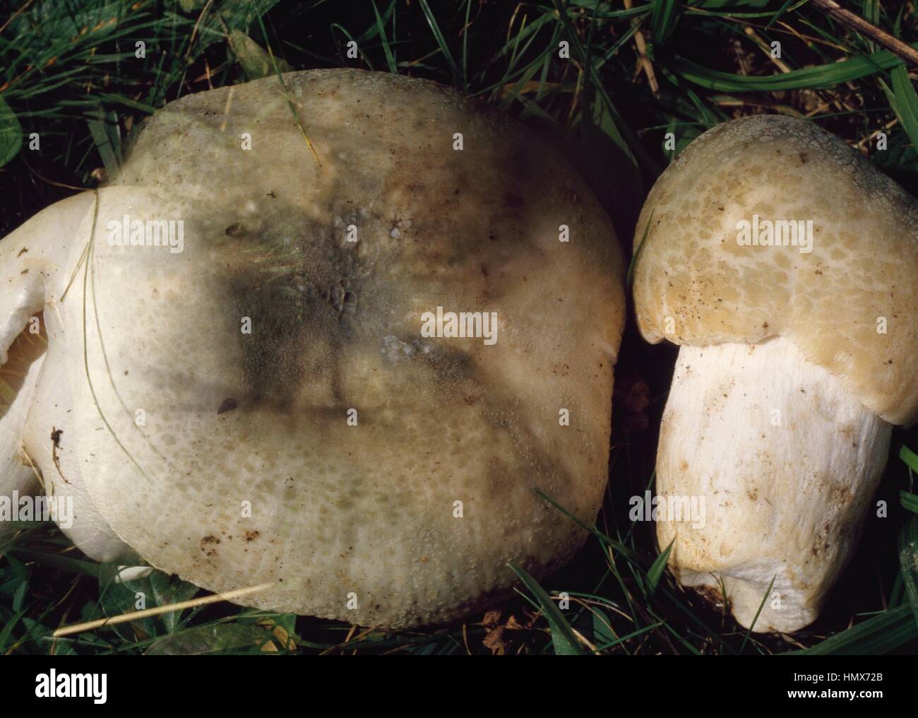 Greencracking Russula, Quilted green Russula, or Green brittlegill