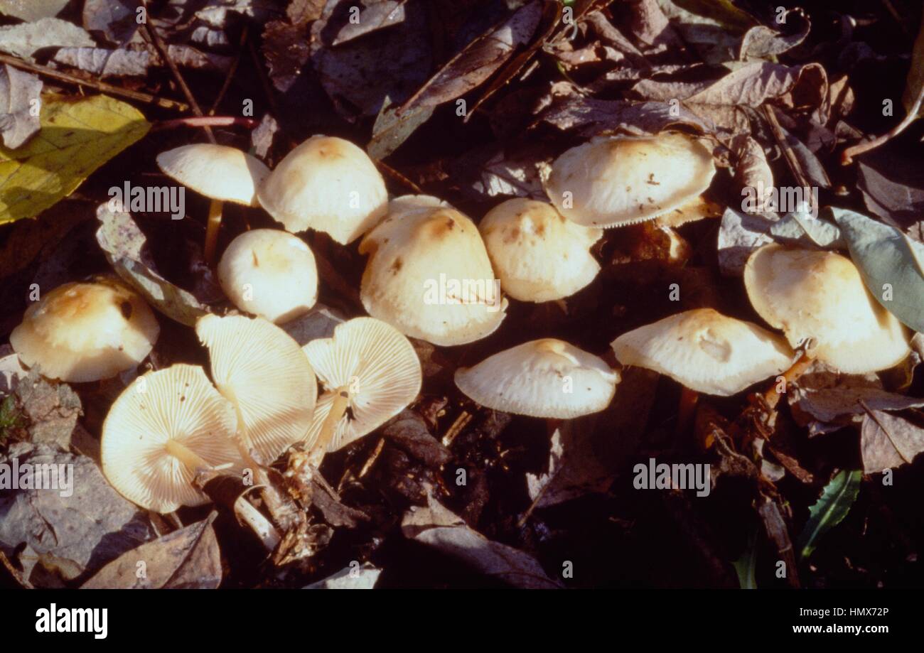 Cluster of Marasmius dryophilus or Gymnopus dryophilus, Tricholomataceae. Stock Photo