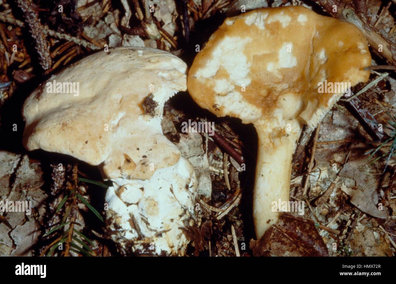 Terracotta Hedgehog (Hydnum rufescens) and Wood Hedgehog or Hedgehog mushroom (Hydnum repandum), Hydnaceae. Stock Photo