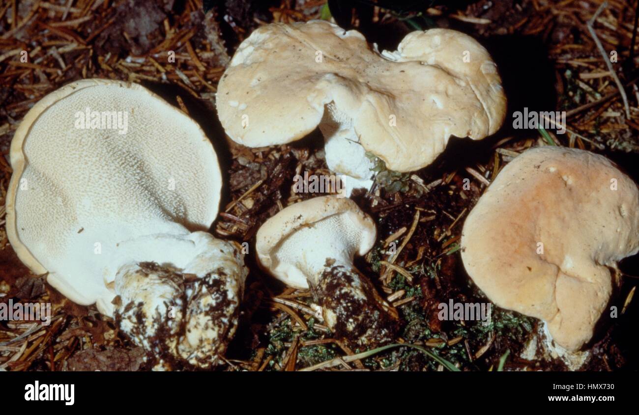 Examples of Wood Hedgehog or Hedgehog mushroom (Hydnum repandum