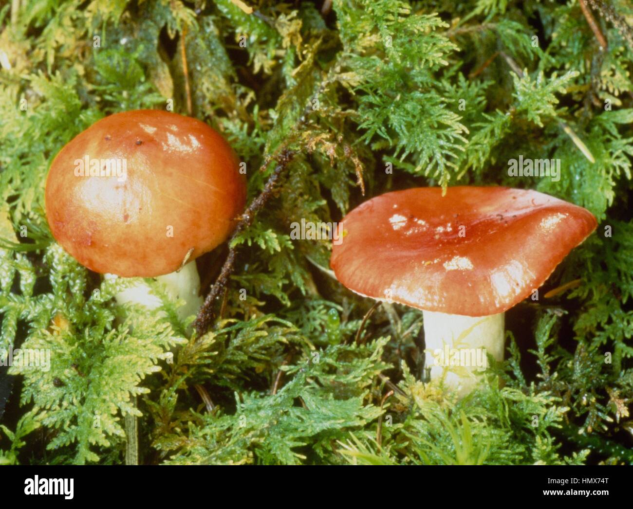 Russulaceae The sickener (Russula emetica), Russulaceae Stock Photo - Alamy